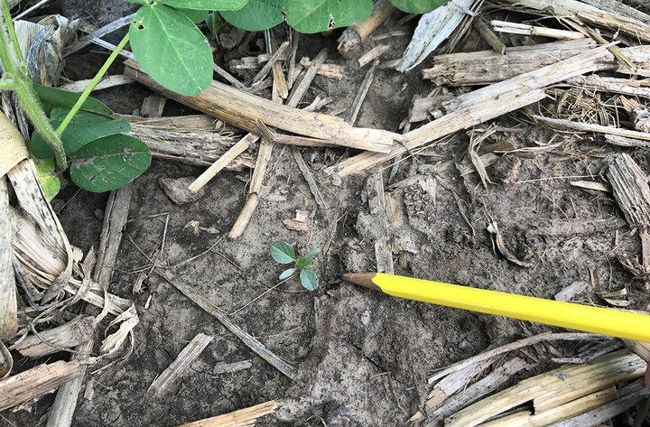 Late-season Palmer amaranth seedling