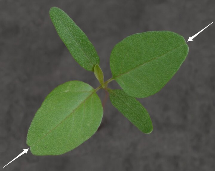 Palmer amaranth true leaves