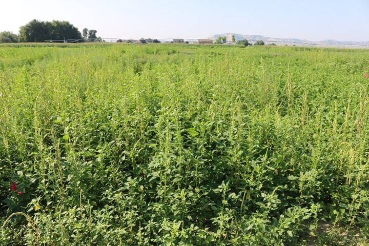 Two herbicide trials studying efficacy of controlling Palmer amaranth