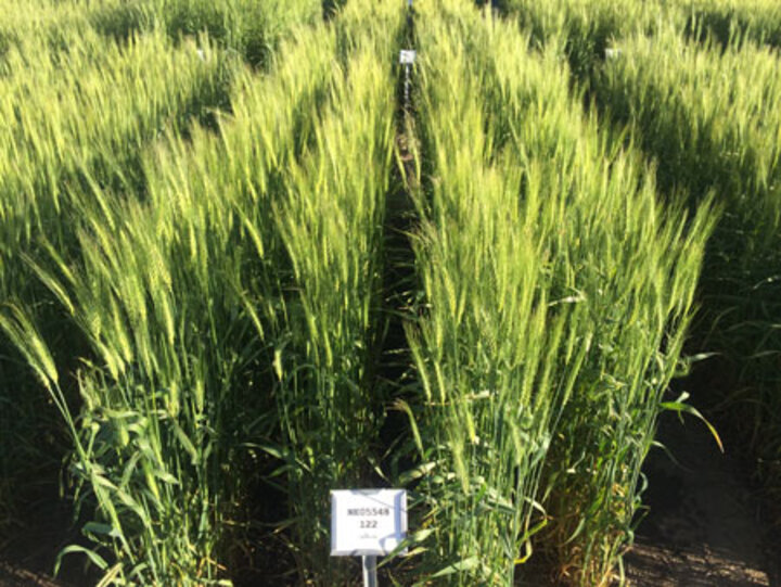 Panhandle Wheat Variety in the field