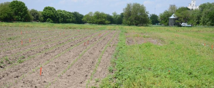 Field comparison of weed control with and without preplant tillage