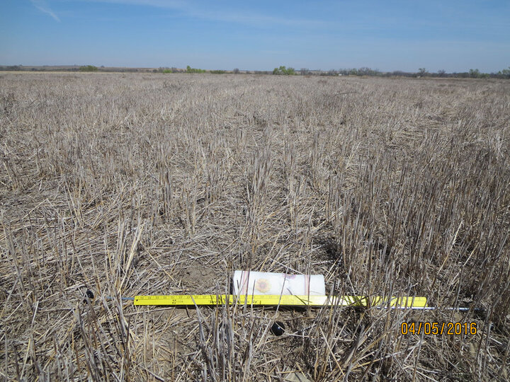 A field east of Beaver City with good residue and full soil water profile.