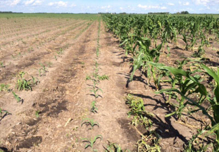 Replanted and standing corn, Merrick County, late June 2014