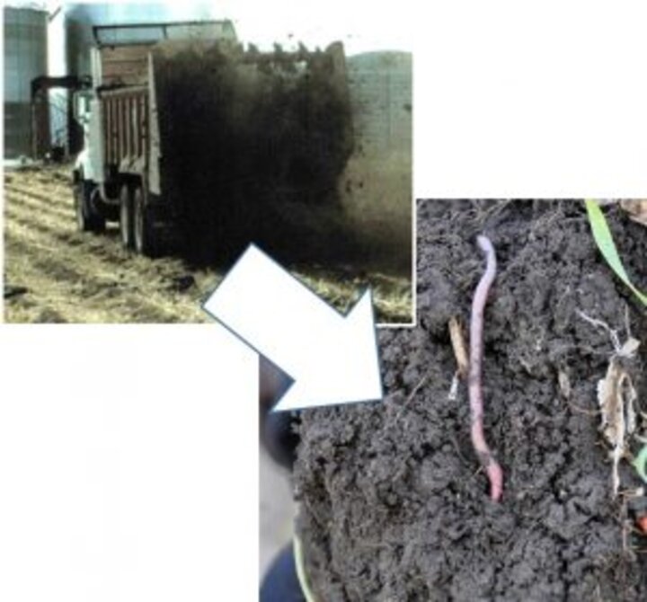 manure application adds to soil health