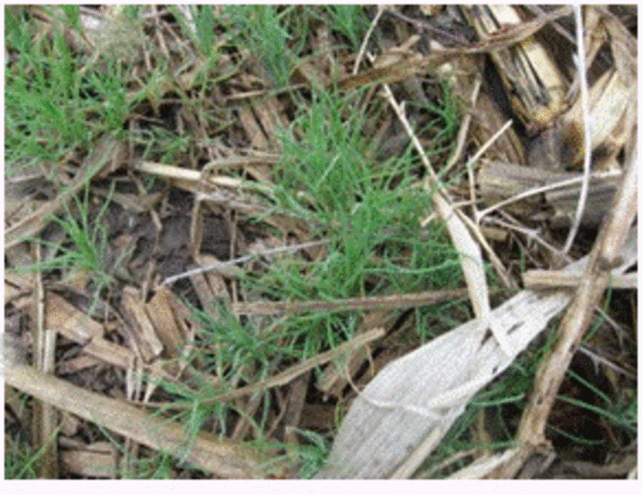 Russian thistle