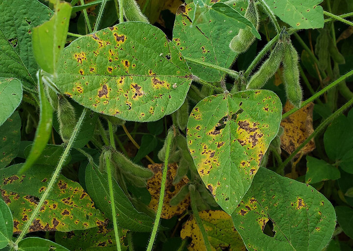 Bacterial blight on soybean leaves