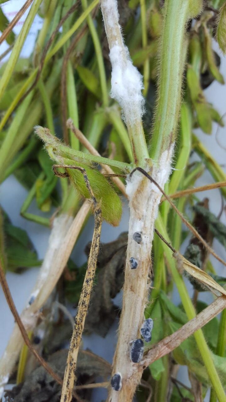 White mold of soybean