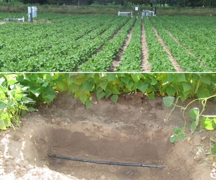 Subsurface drip irrigation system at the Panhandle REC