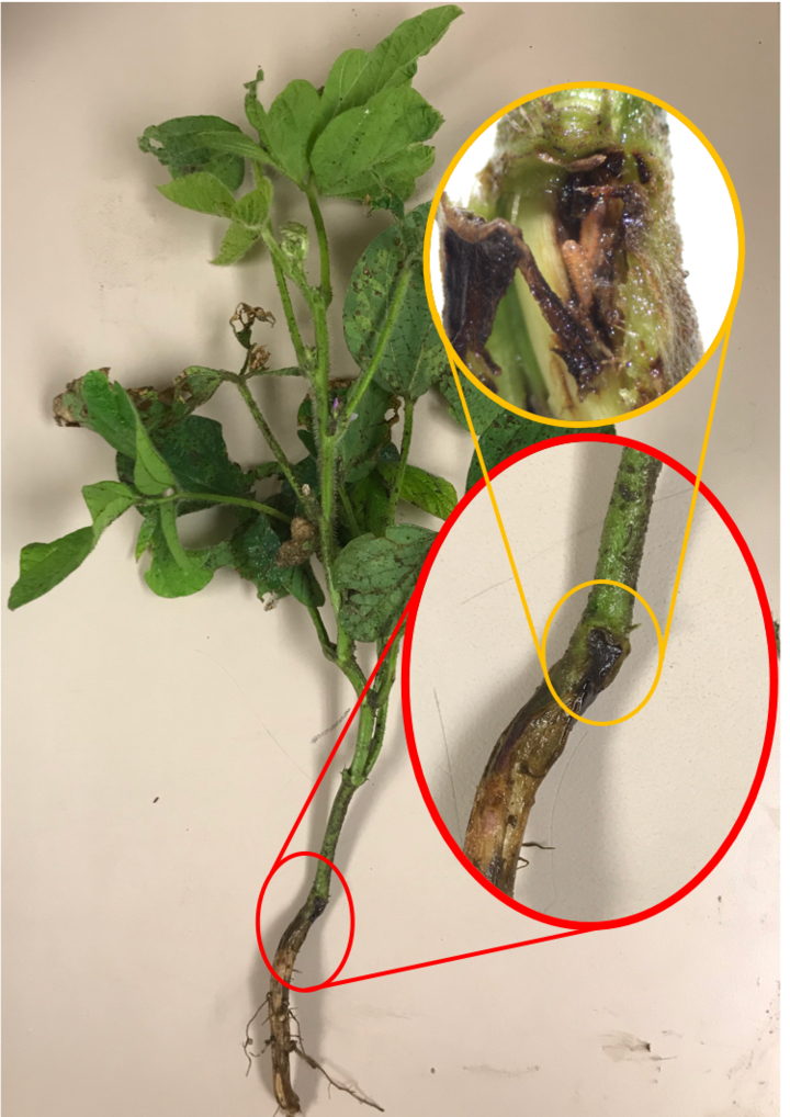 Figure 1. Soybean plant with dark discoloration at the soil surface. Dissection of this area shows two larvae, assumed to be in the third instar. 