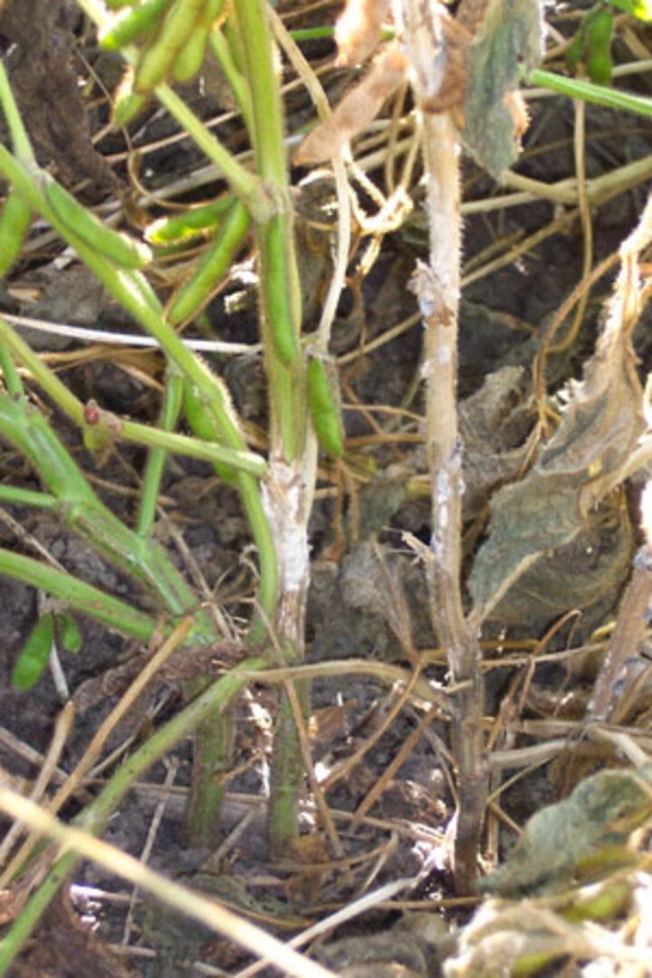 Sclerotinia Stem Rot