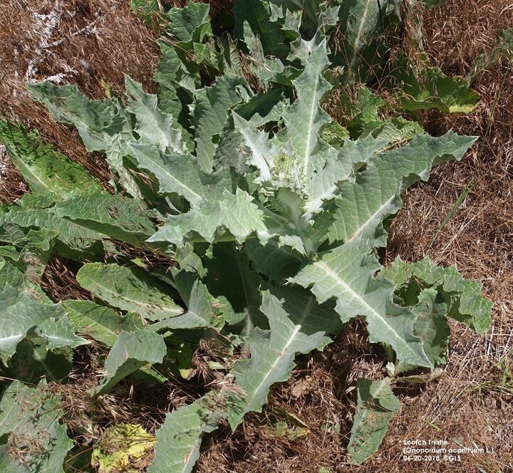 Scotch thistle