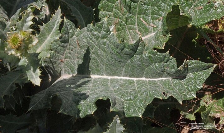 Scotch Thistle leaf