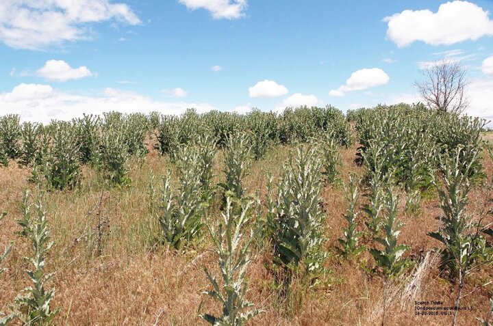 Scotch thistle in a pasture