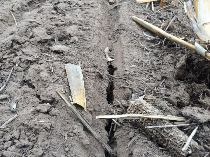 Seeding depth of field peas