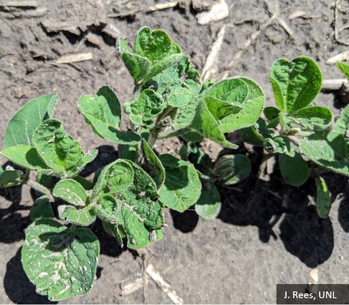 soybean sensitive to PPO-inhibitors