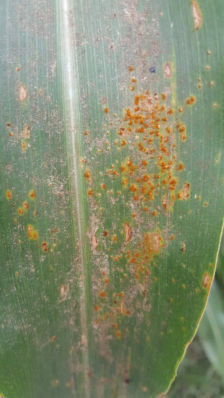 southern rust on a corn leaf