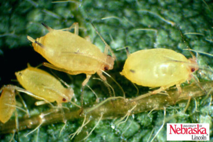 Soybean aphids