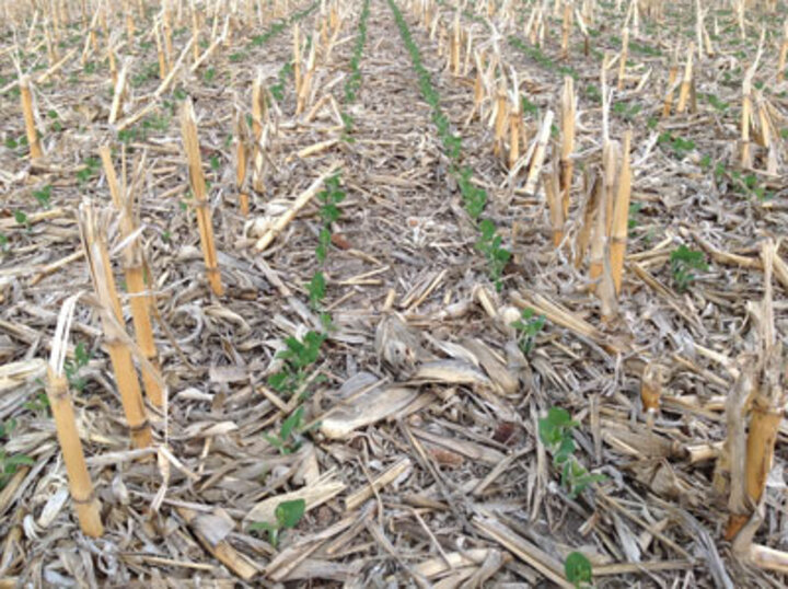 Corn leafing out below ground