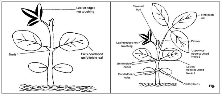 Soybean growth stages V1 and V2
