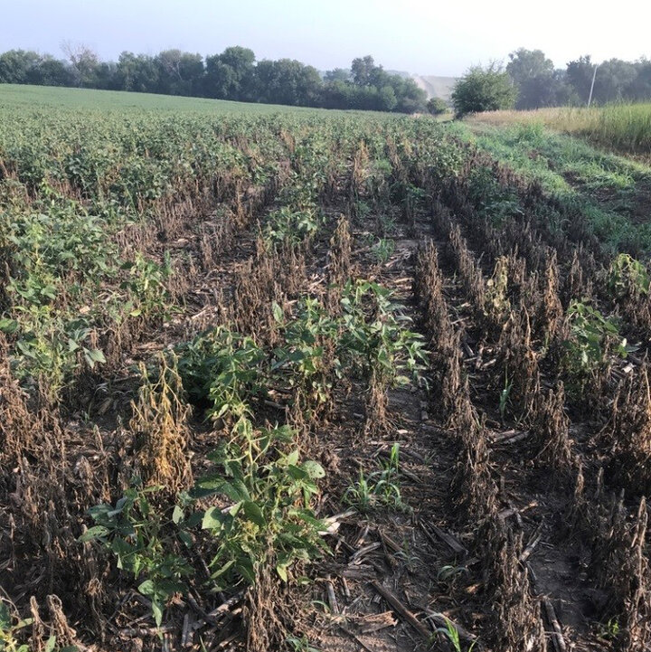 Major soybean loss in the field due to orange gall midge