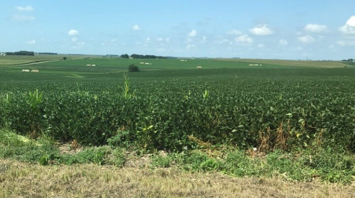 Soybean field with several dead plants on the field edge due to orange gall midge