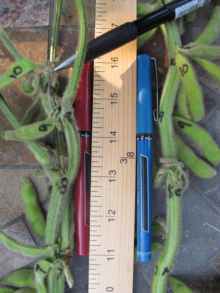 Comparing node accrual on soybean plants