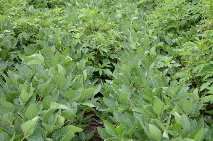 Soybean field with PRE and Post Herbicide applications