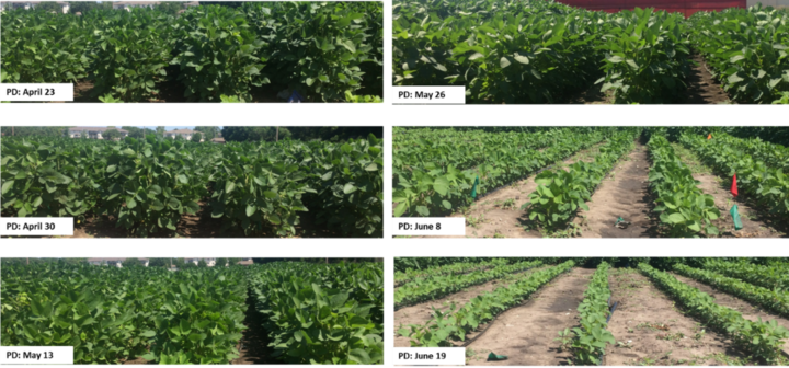 Photos of canopy closure based on various planting dates