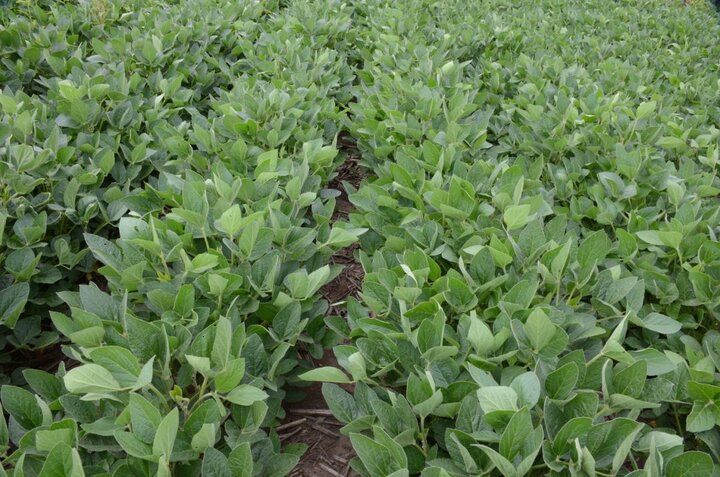 Soybean field with preplant tillage and POST app