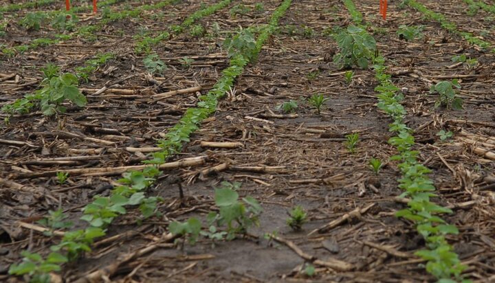 Early weed escapes in a soybean field