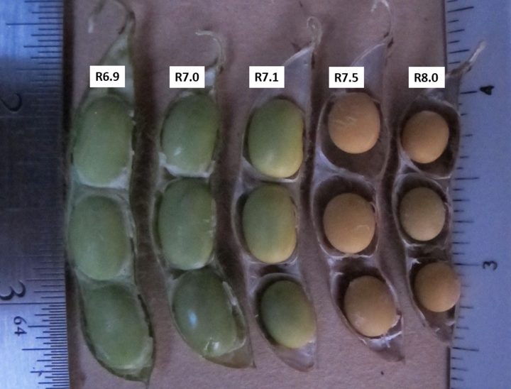 Comparison of how soybean seeds within the pod detach from the membrane as they mature.