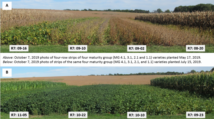 Comparison of planting dates and maturities in the field