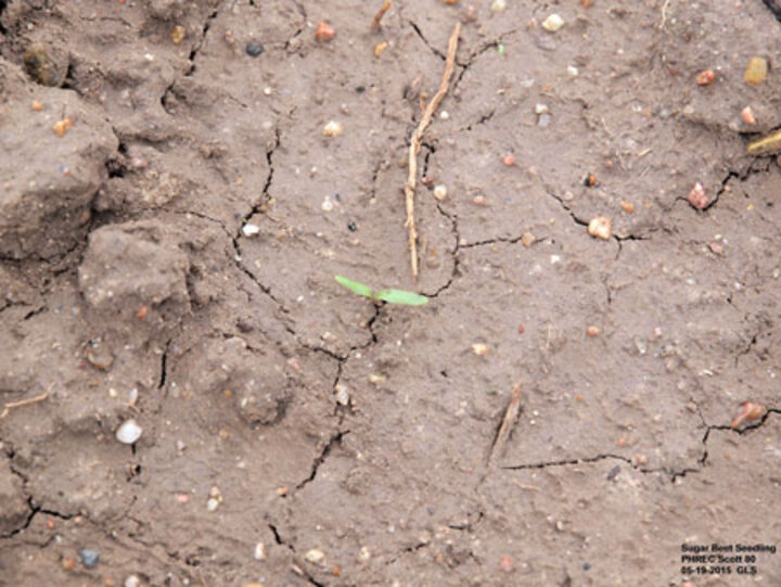 Single sugar beet seedling