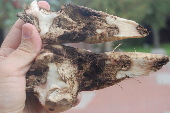 Pithy interior of dry rot canker of sugarbeet