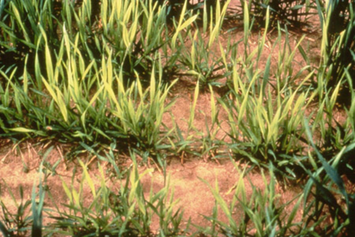 Sulfur deficiency