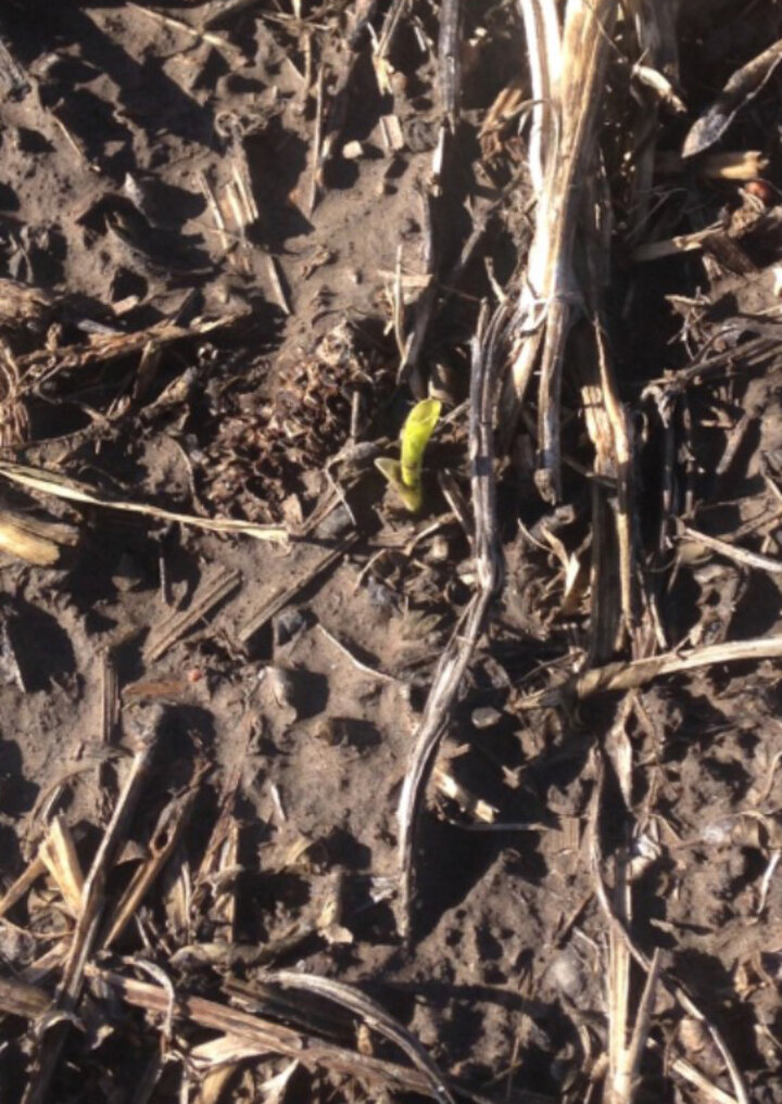 corn emerging in the UNL-TAPS competition