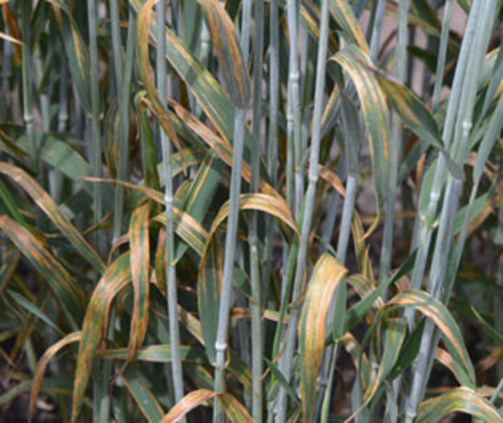  Bacterial leaf stripe in triticale