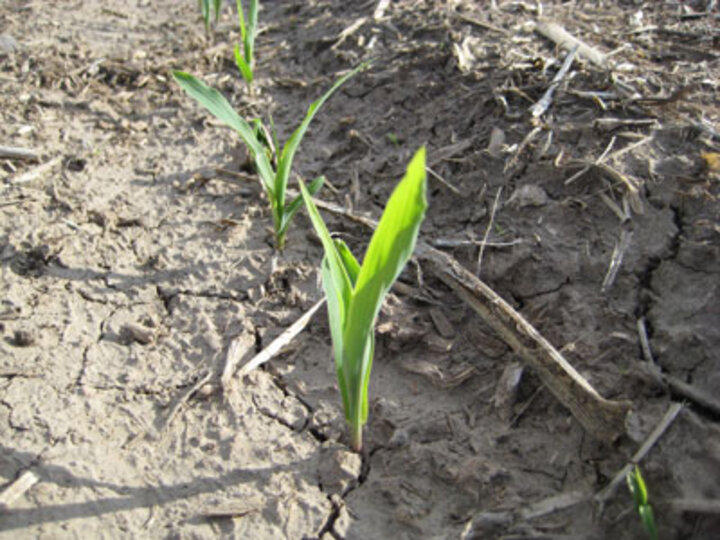  Two leaf corn
