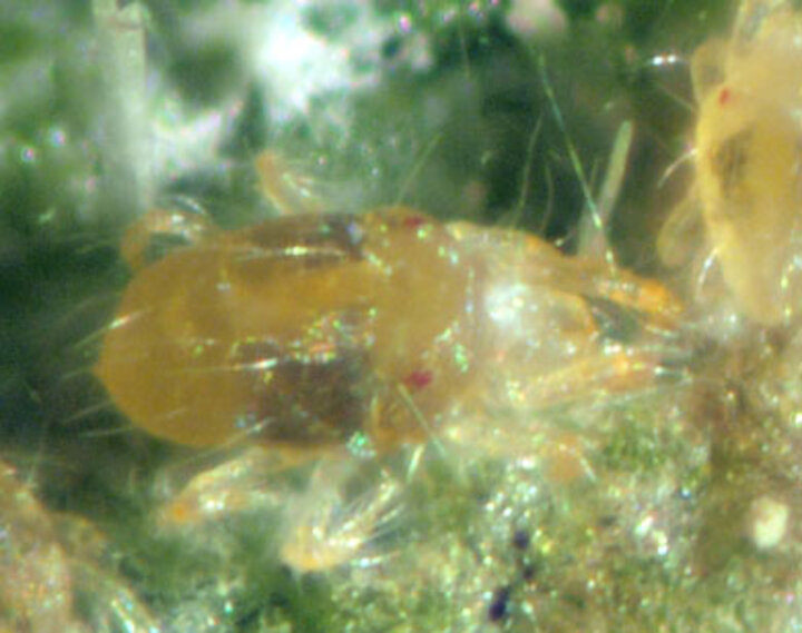 Twospotted spider mite