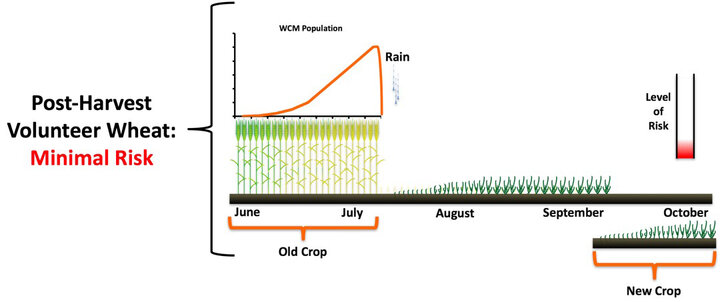 Figure showing risk of post harvest volunteer wheat control