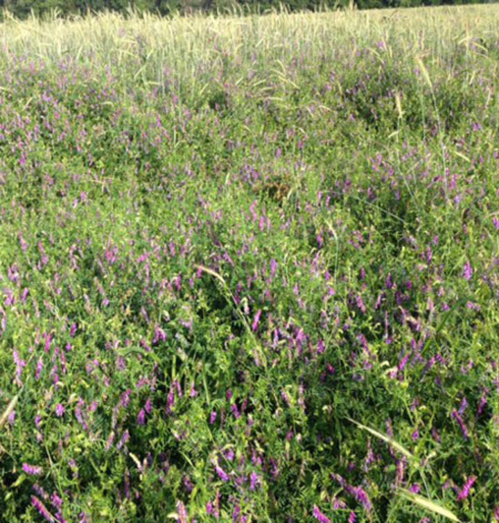 vetch cover crop