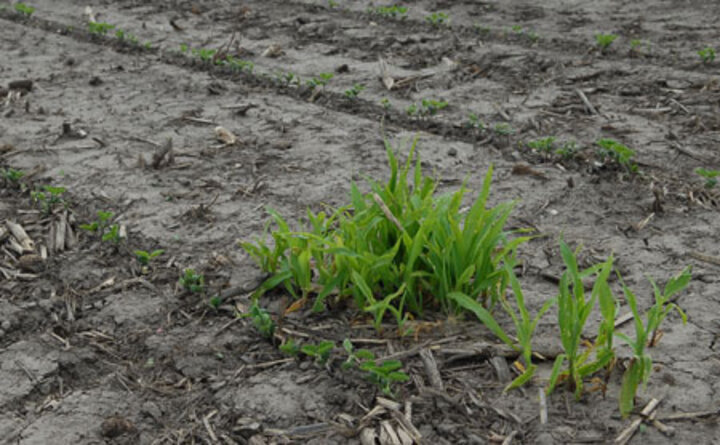 Volunteer corn image