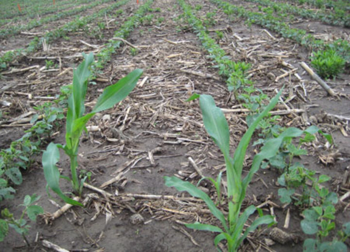 Volunteer corn in soybean