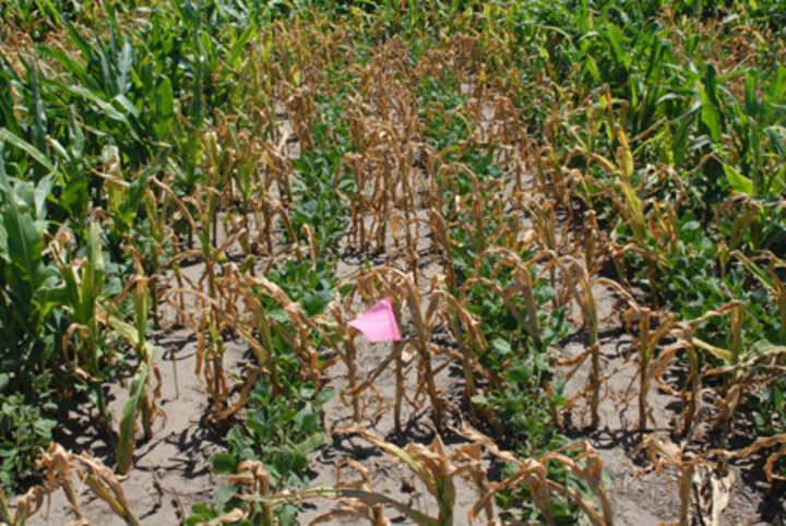 Volunteer corn in Liberty Link soybean