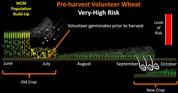 Graph of increased disease risk of pre-harvest volunteer wheat