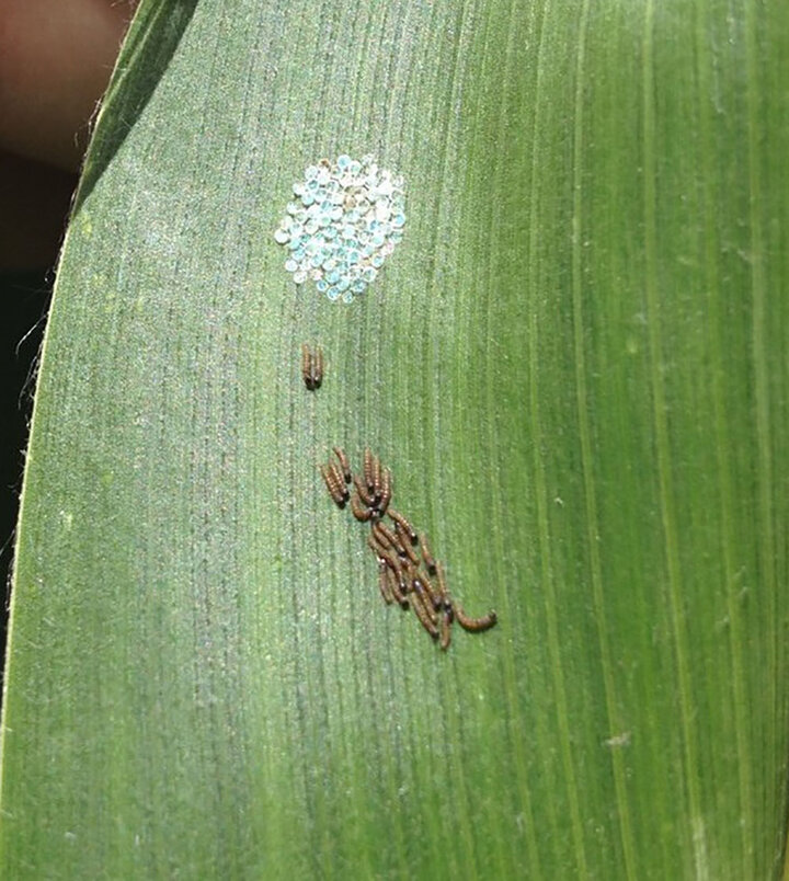 Western bean cutworm hatched egg mass