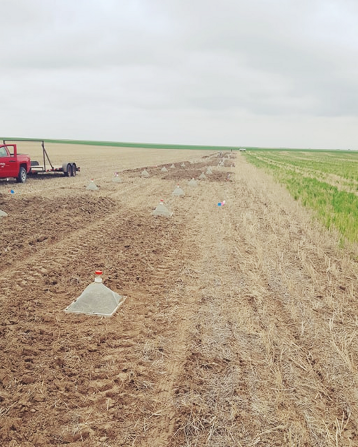 On-farm research near Gurley on practices to control wheat stem sawfly.