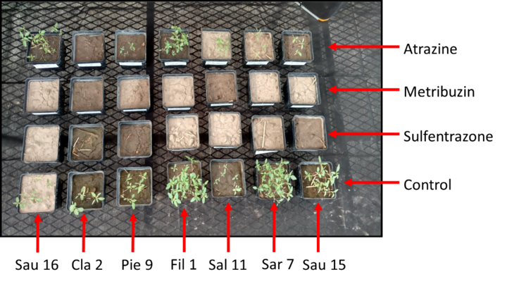 Photos of sample pots showing degrees of waterhemp responses to 3 herbicides and control