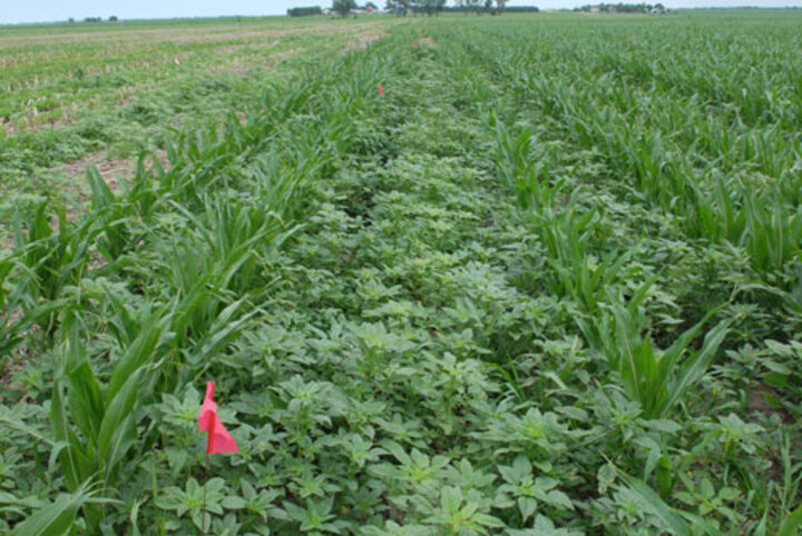 Multiple resistant weeds