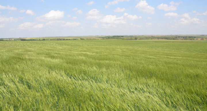 Field of healthy wheat June 3, 2014